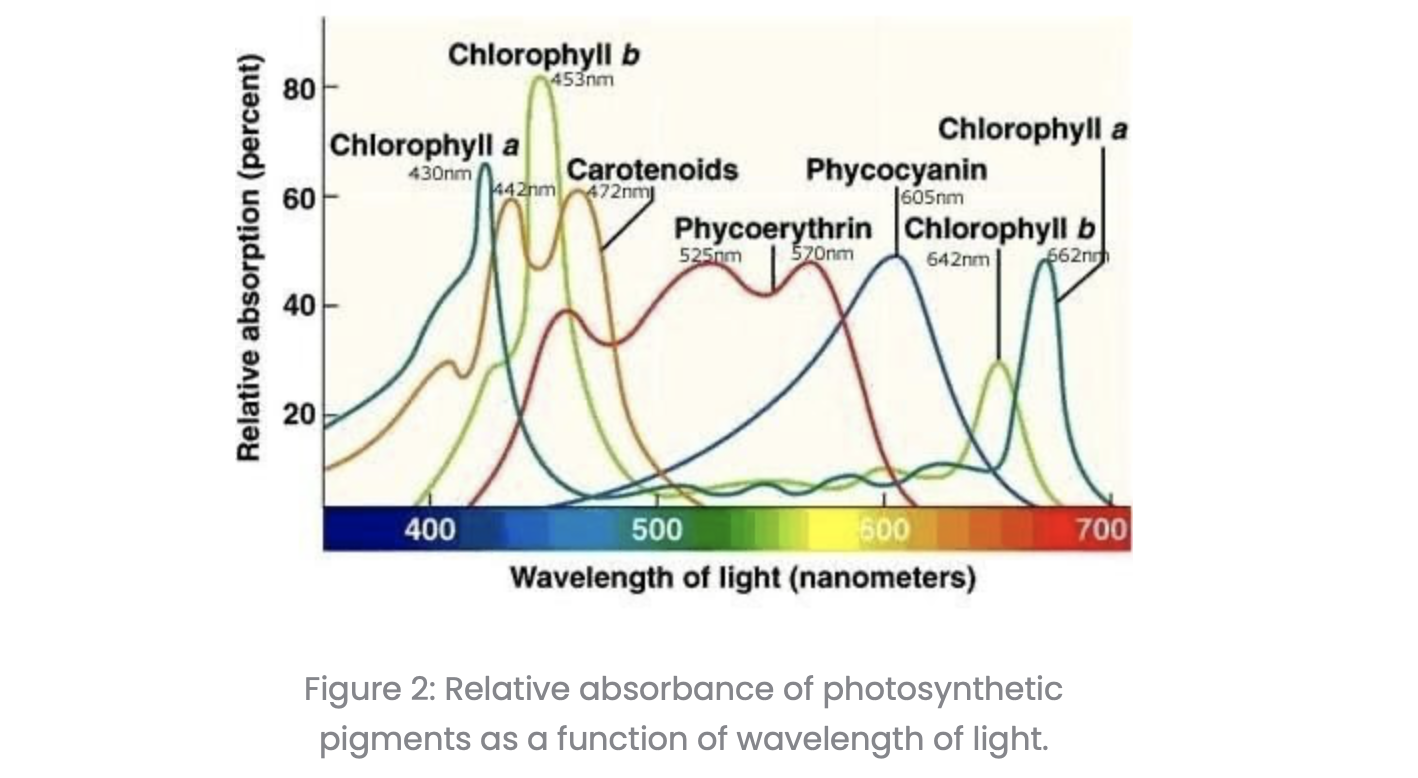wavelengths of light and photosynthesis for plants and algae